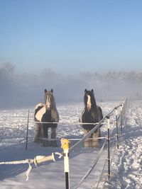 Schneepferde auf Urstromtalwiesen